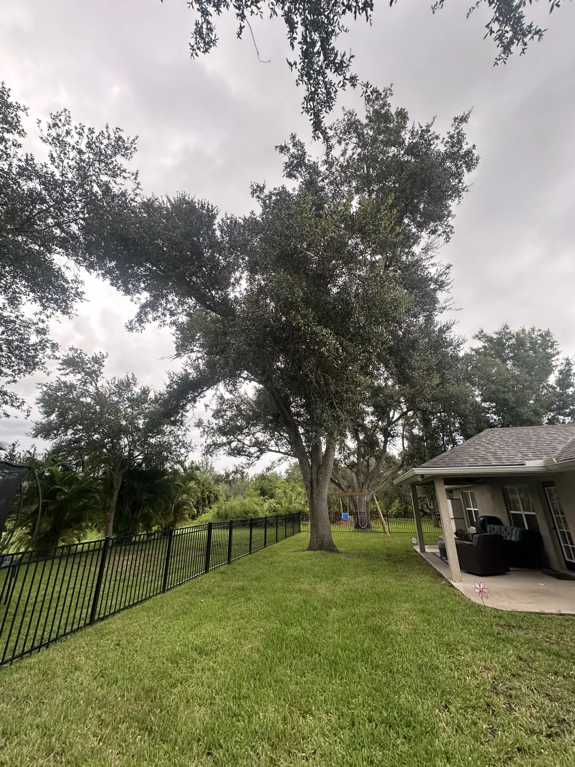 Before: Tight-Access Oak Removal