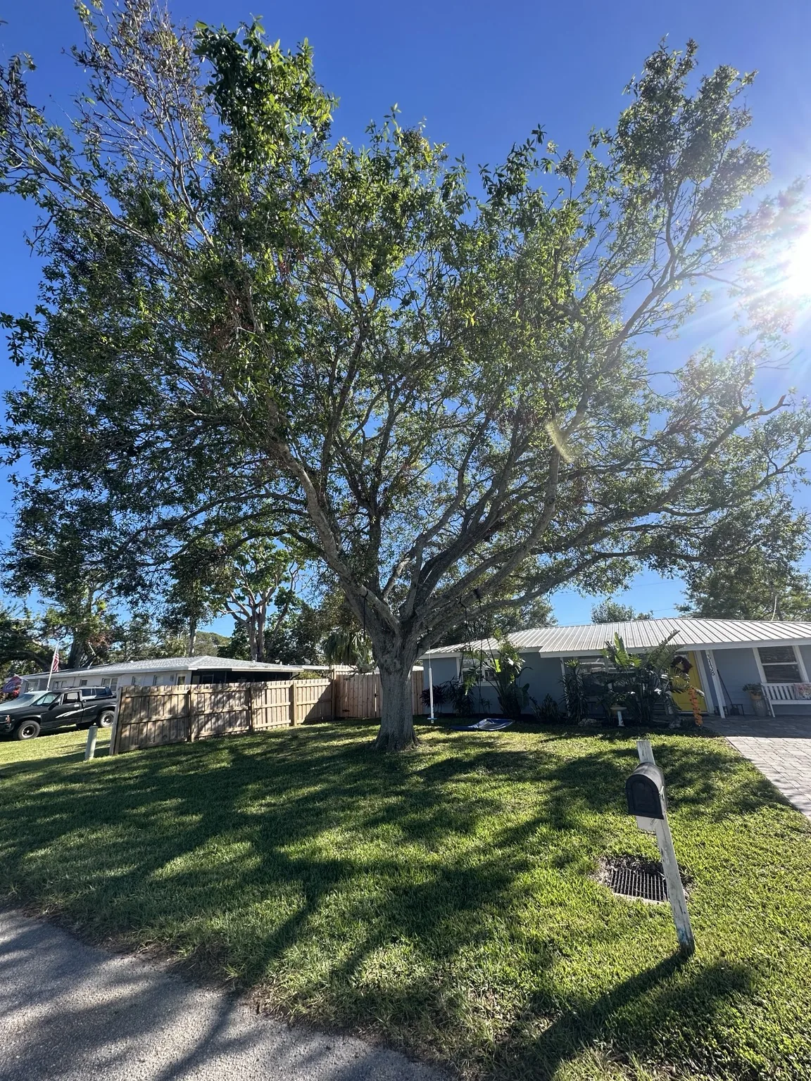 Before: Large Oak Tree Removal
