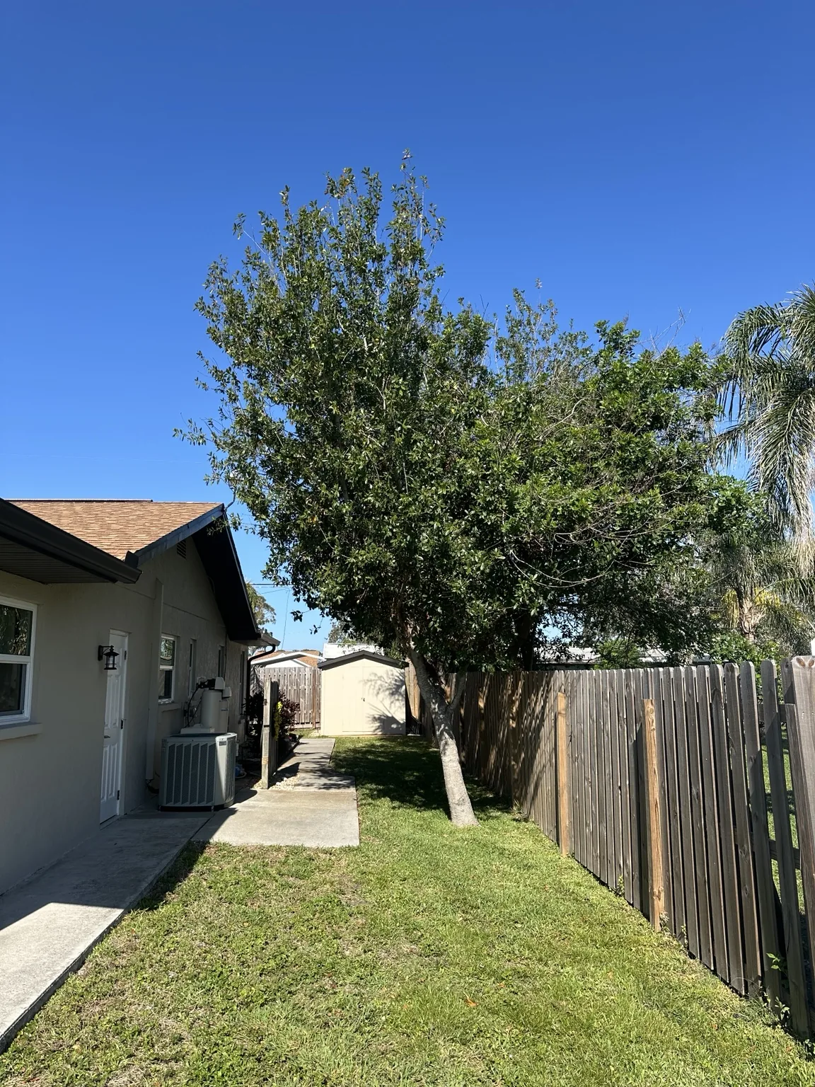 Before: Residential Tree Removal