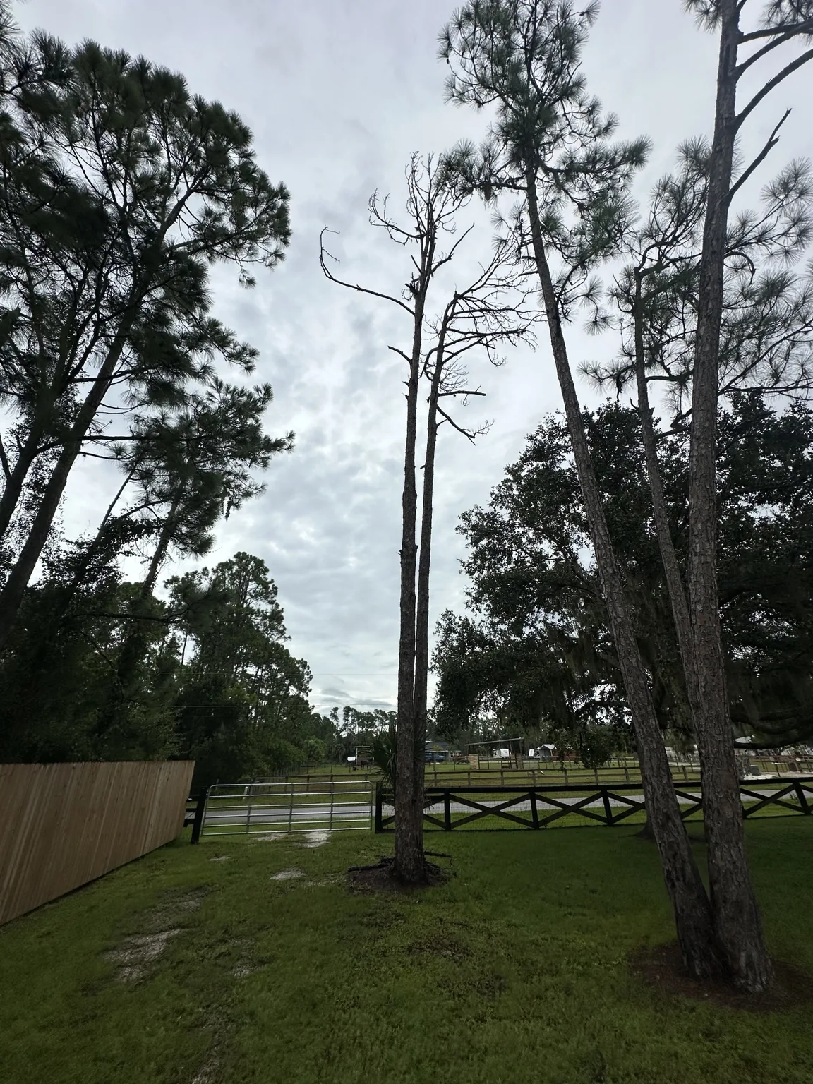 Before: Dead Pine Tree Removal