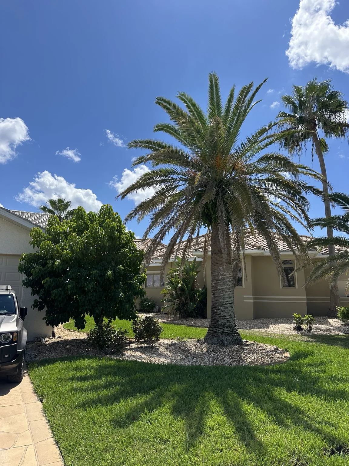 Before: Palm Trimming