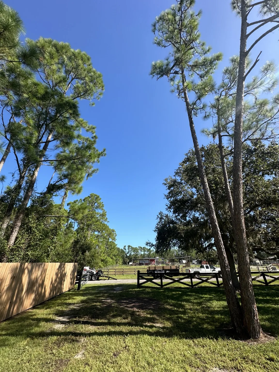 Property after dead pine removal