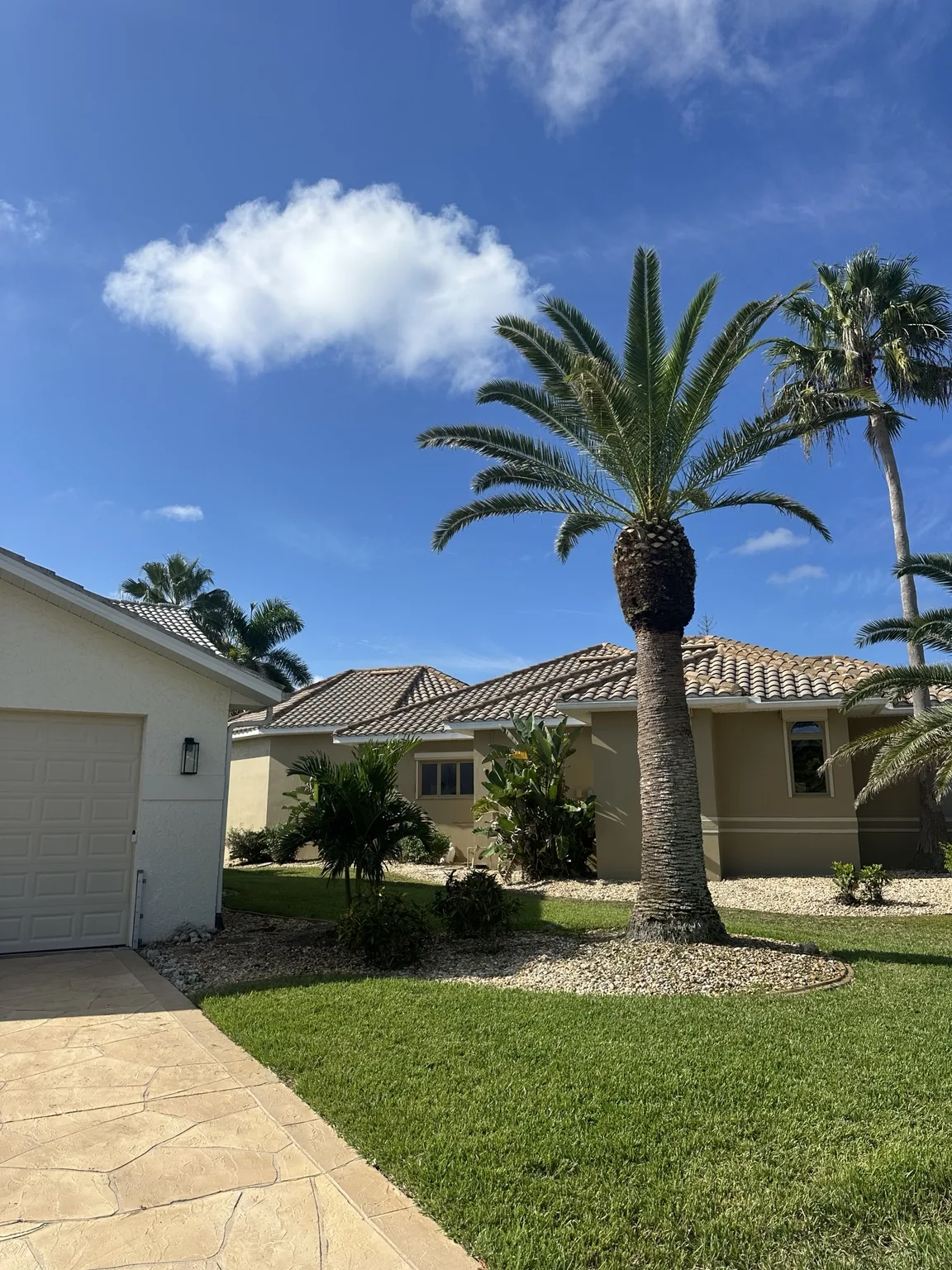 Palm after trimming