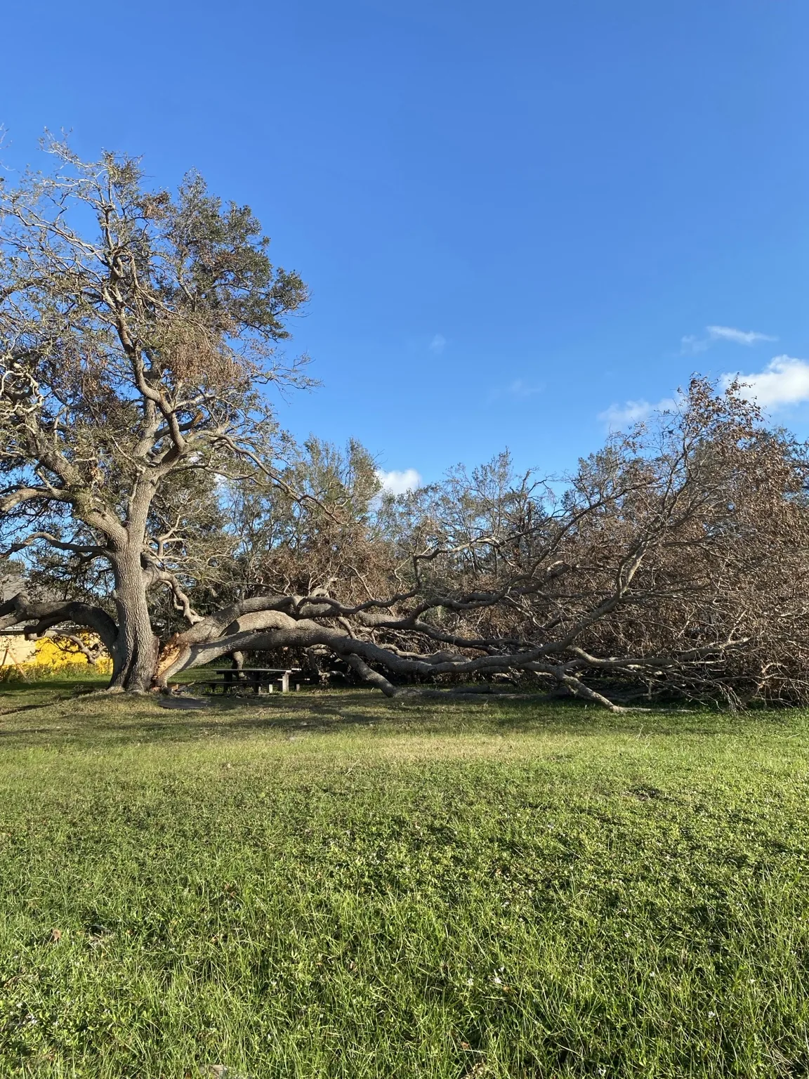 Large fallen tree after severe weather
