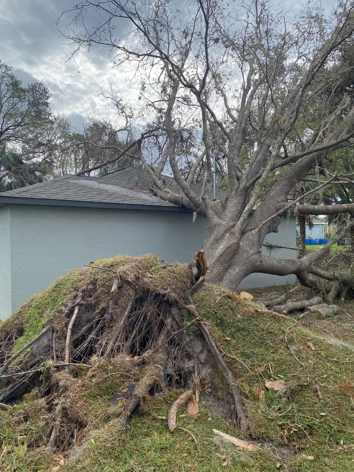 Uprooted tree near a home